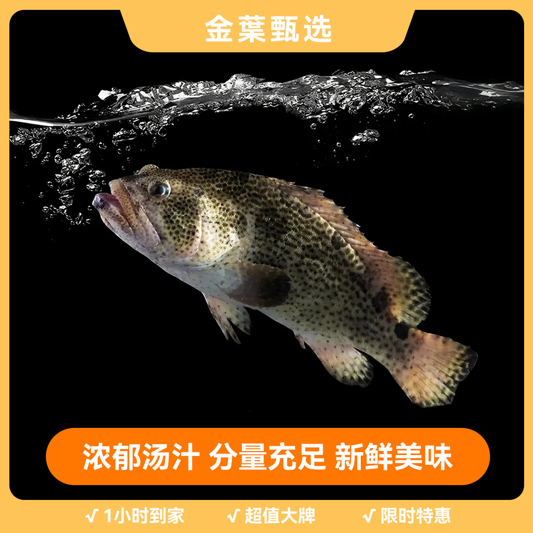 【金叶甄选】鲜活石斑鱼一条