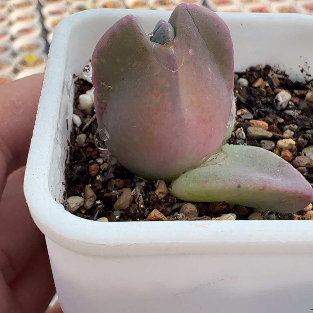 812多肉植物百科