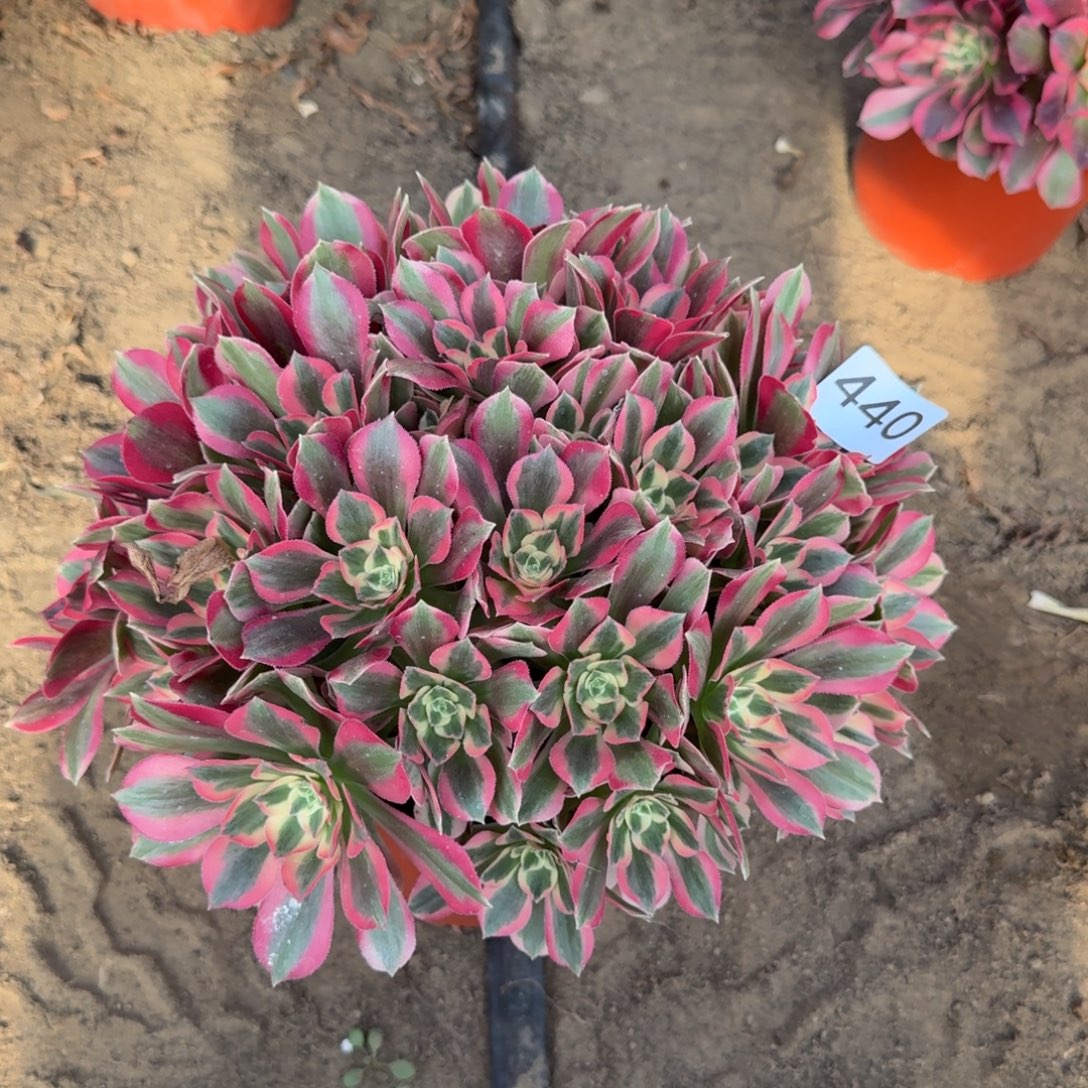 纯***们妖月法师多肉440号法师多肉