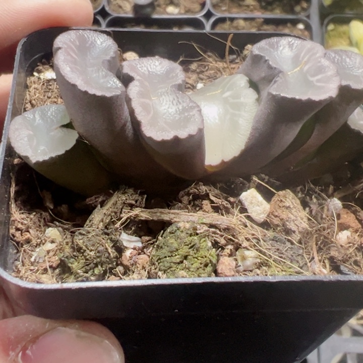 玉扇精品多肉植物