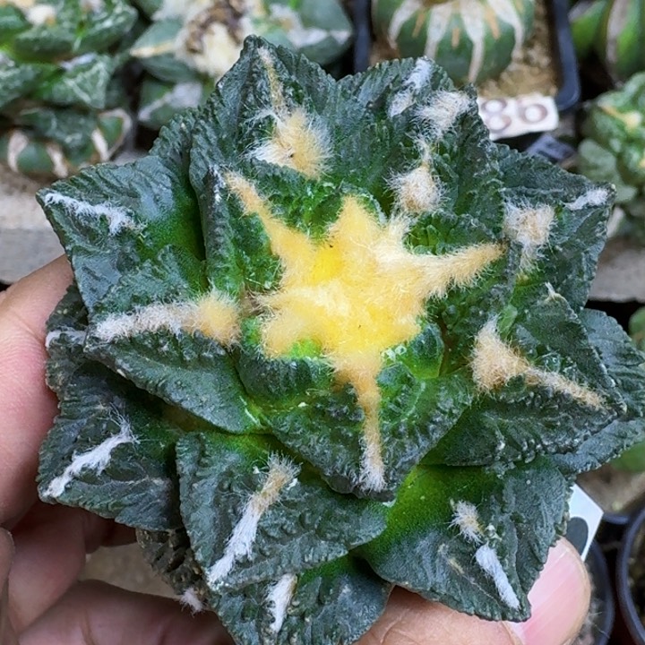 福利苗接新顿龟甲763