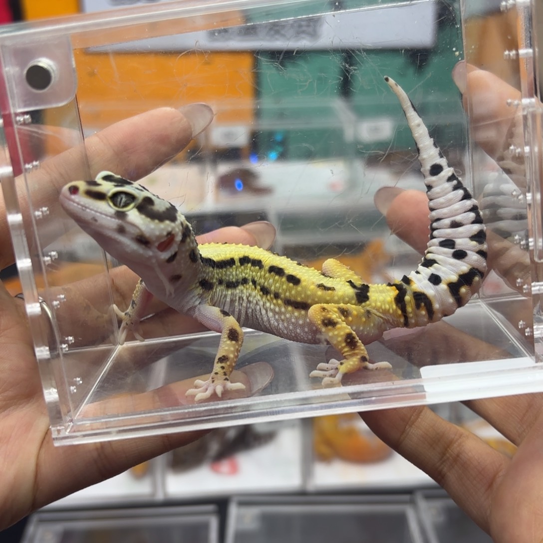 豹纹守宫土匪妹妹 J073