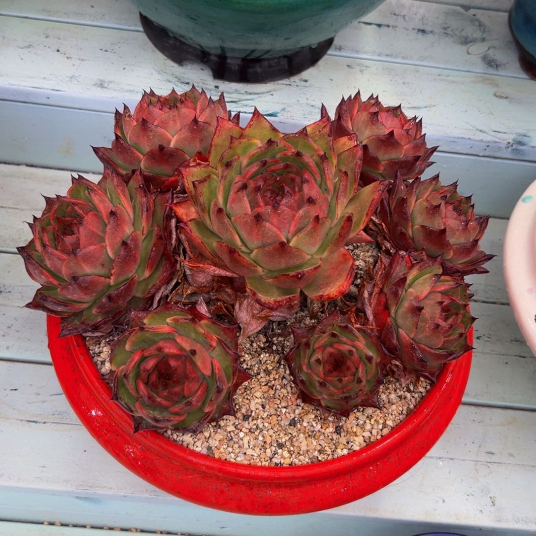 多肉一物一拍0526-666