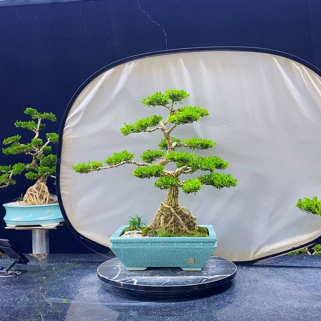 无花朵黄杨盆景造型