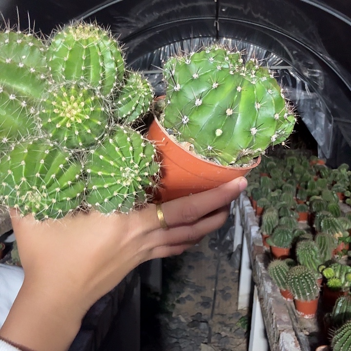 梦***️大量花朵（建议范围：8朵-15朵 或40%以上）彩草