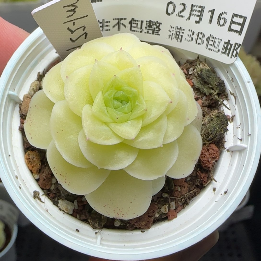 希*0216-214（M1-551）