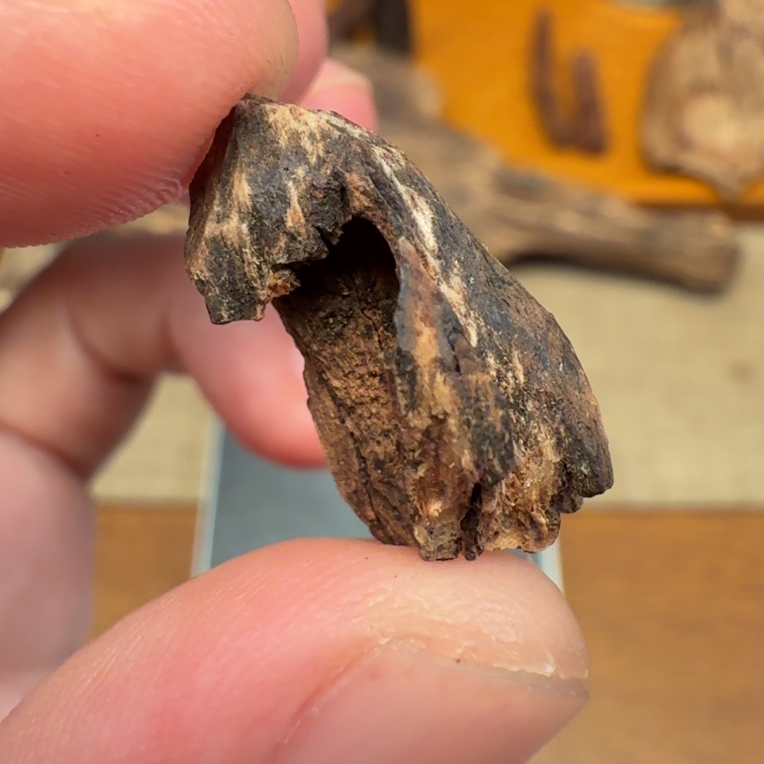 沉香沉水缅甸密支那