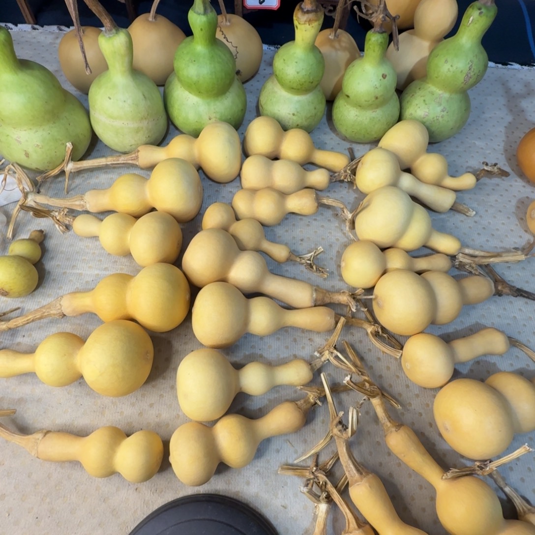 嗯***～葫芦花在干啥呢一