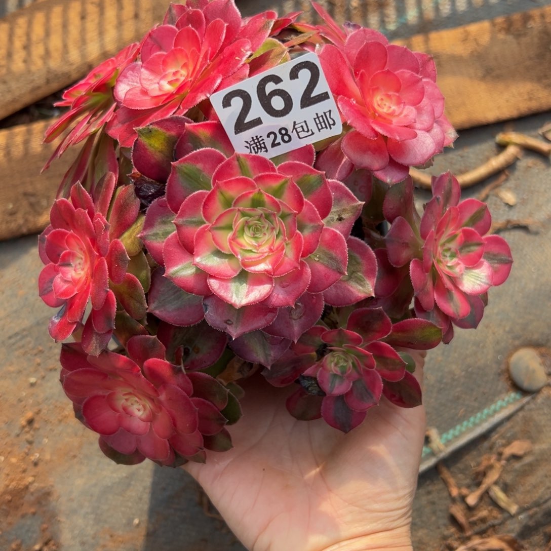 吃***吗多肉植物262荔枝有叶伤