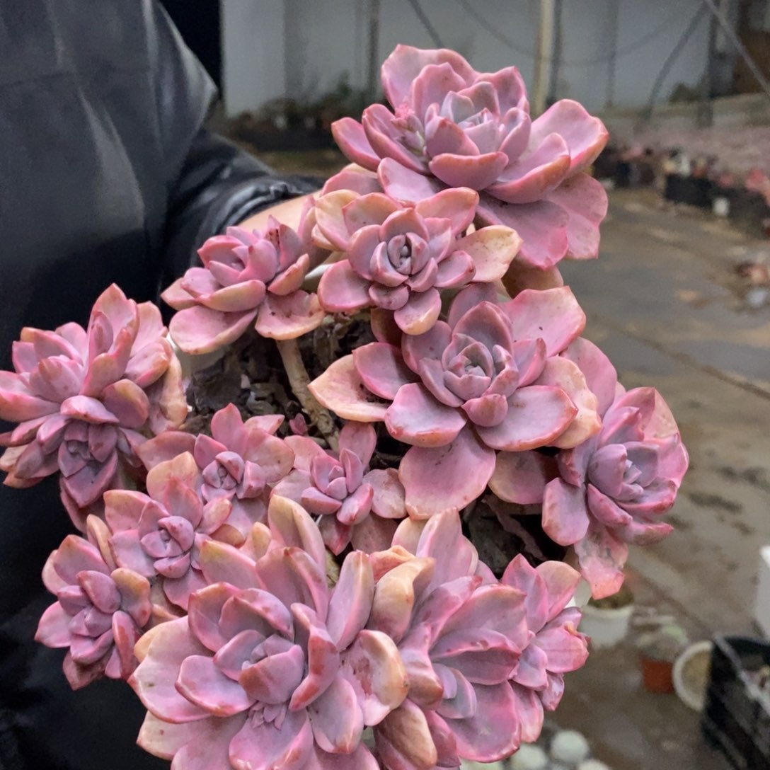 理查德夫人整桩整群