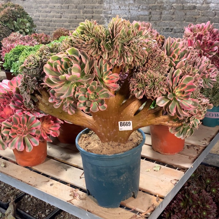 669粉女郎缀多肉法师