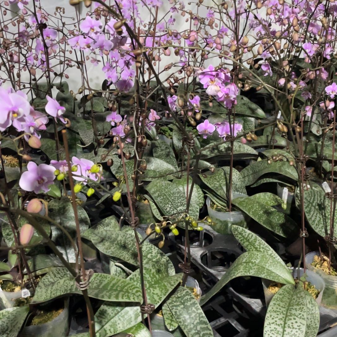 完全开放SWR银叶西，3.5杯花苞株