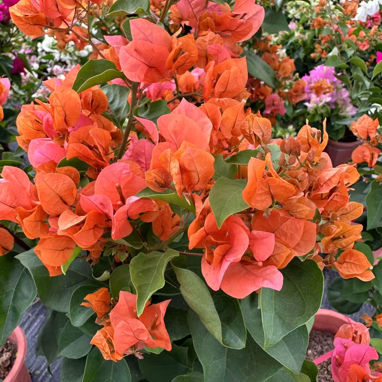 三角梅原生高飘好养活阳台庭院绿植盆栽