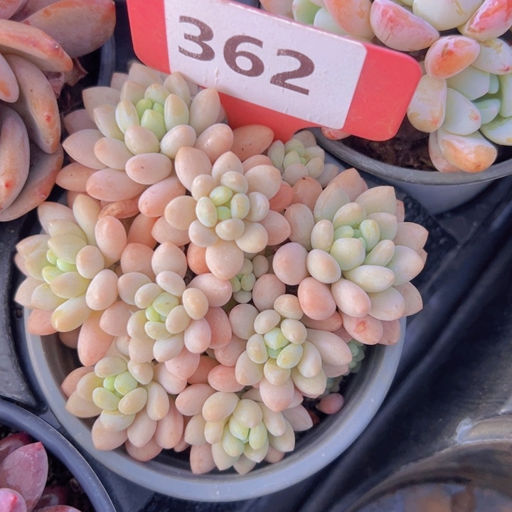 健健康康平平安安