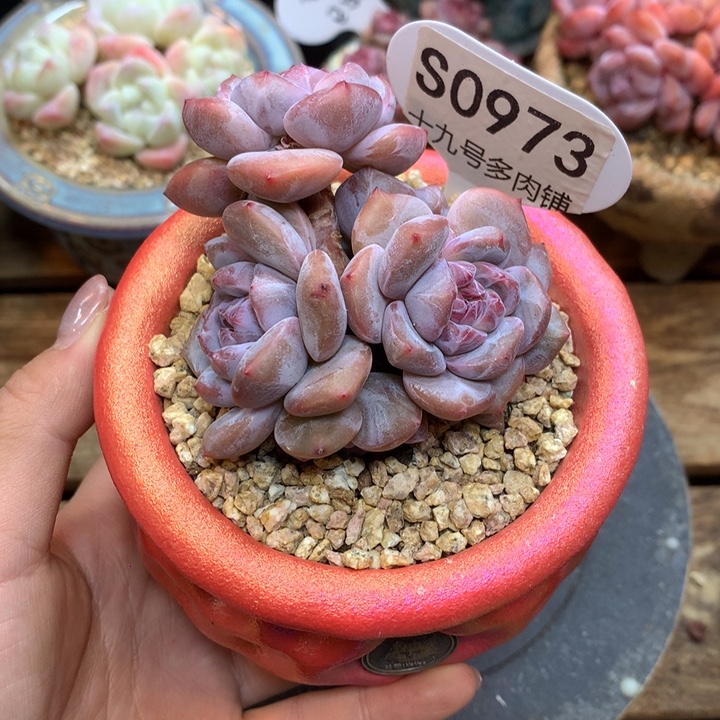 甜***豆S0973 甜豆 专拍突尼斯 模特同款