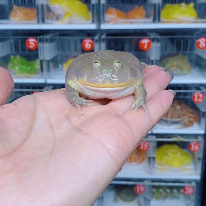 角蛙恭喜发财大吉大利