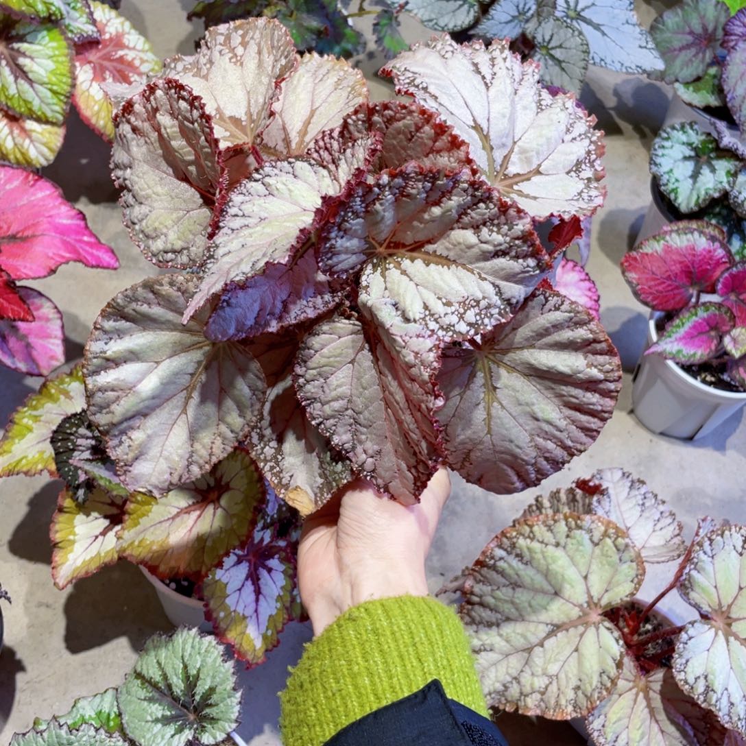 是***.完全开放碎银子秋海棠