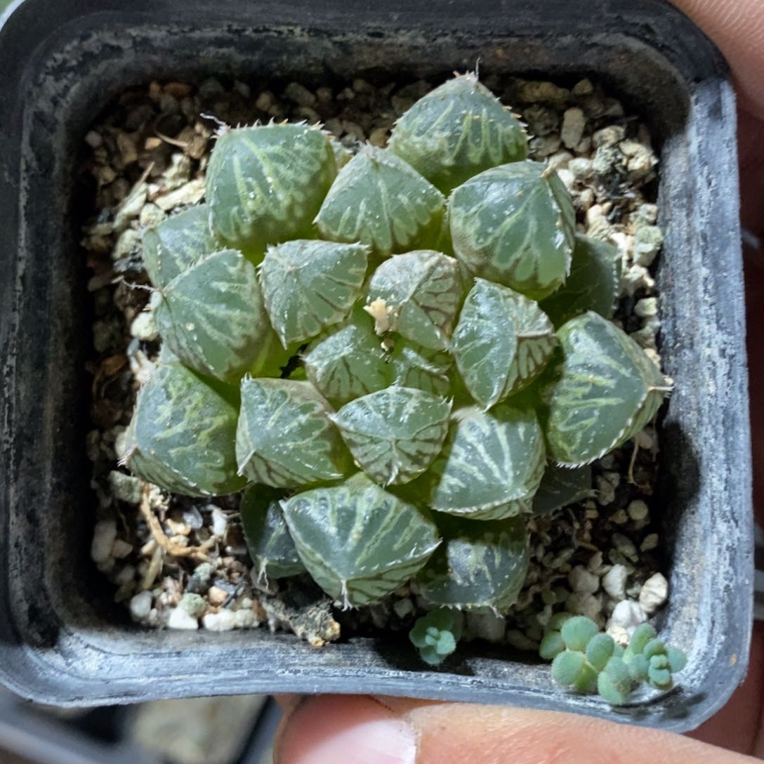 楼兰两颗一组 点赞福利。