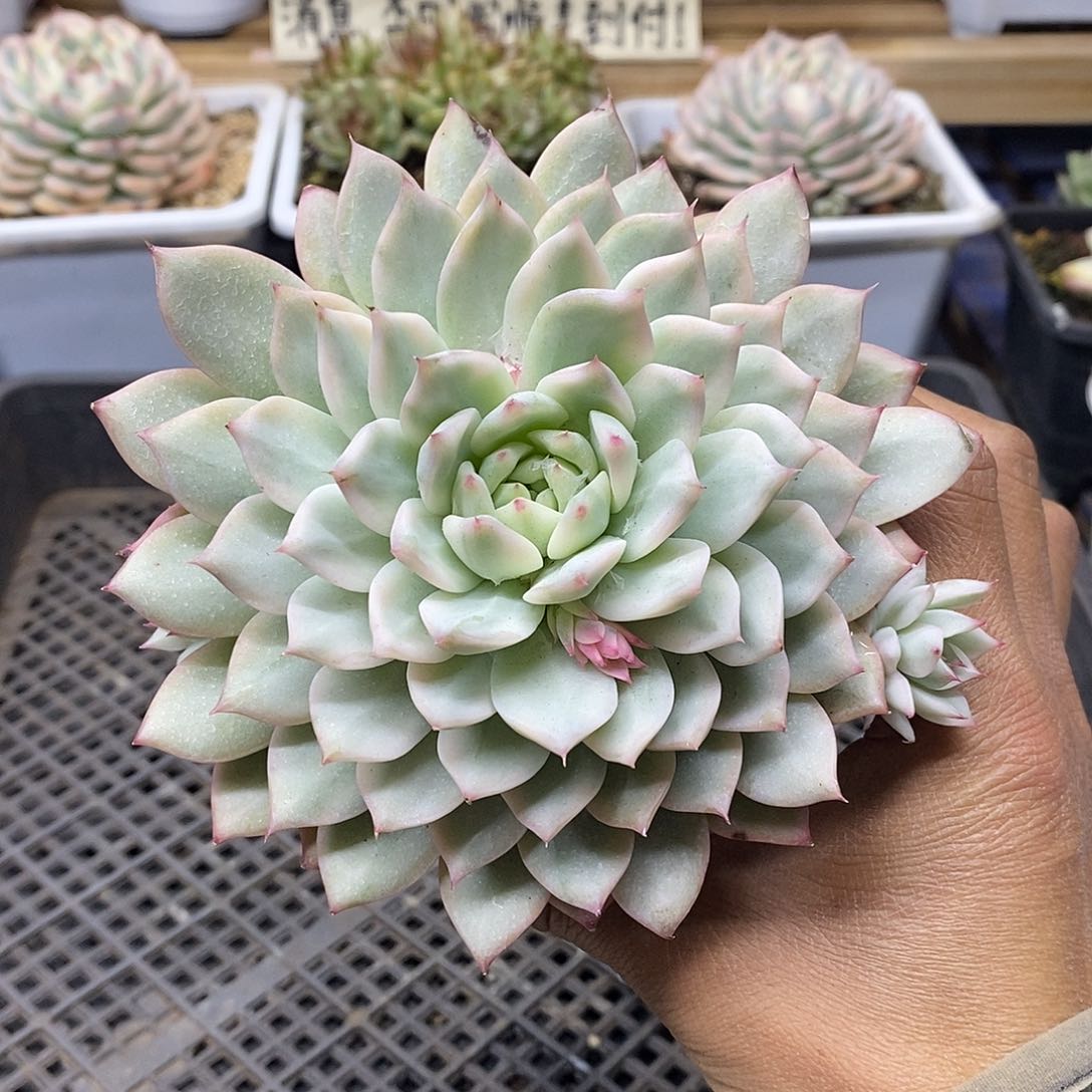 24135 大 tp 锦自然群 需延时发货