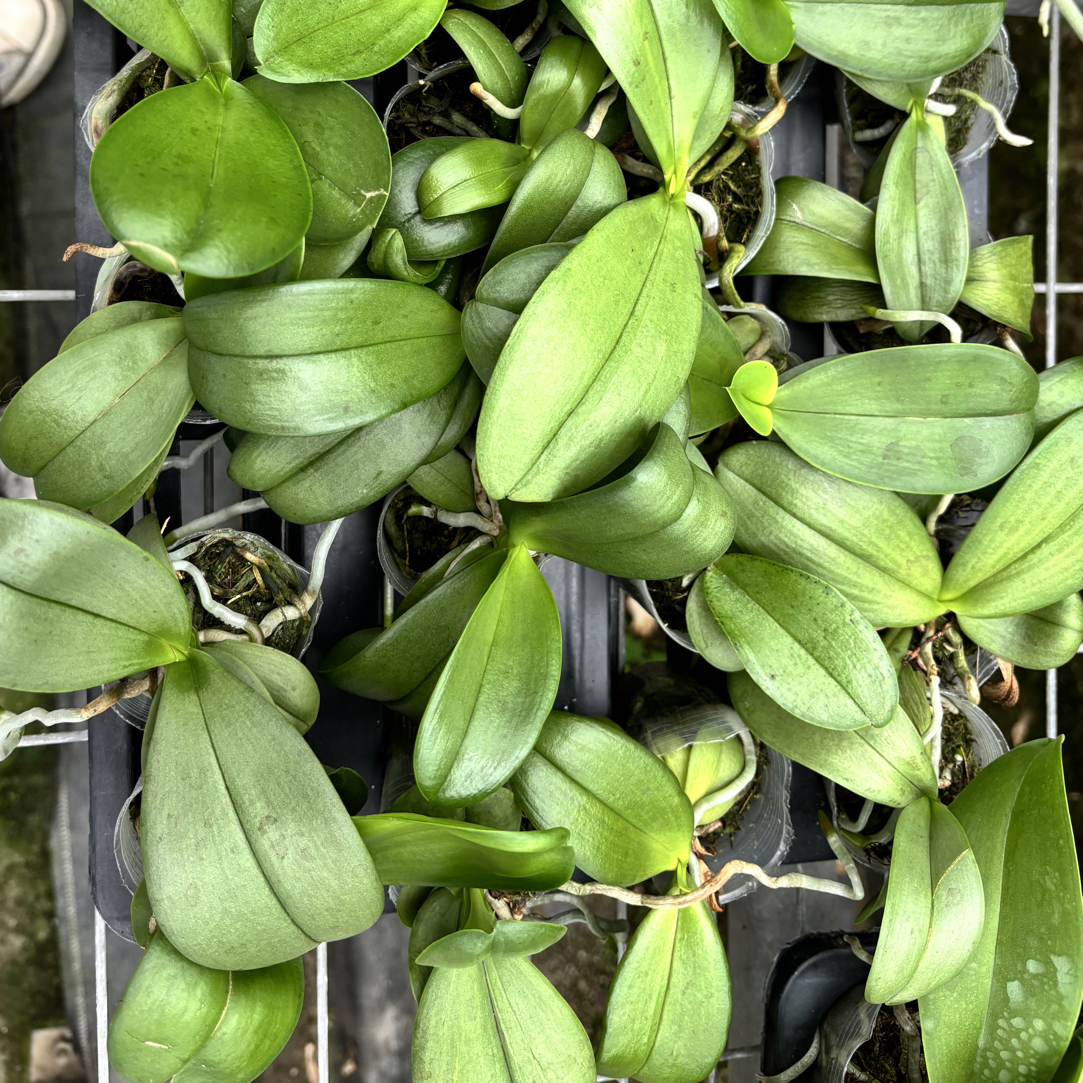 1.7寸原生蝴蝶兰苗，根系好，苗况成熟，可直接升杯  