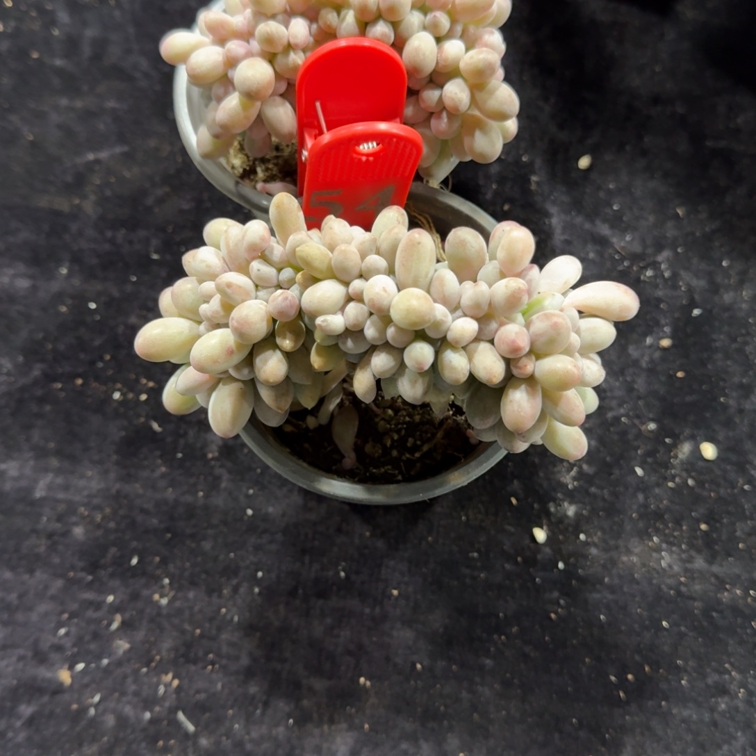 丹***丹两颗汤圆缀化一物一拍54