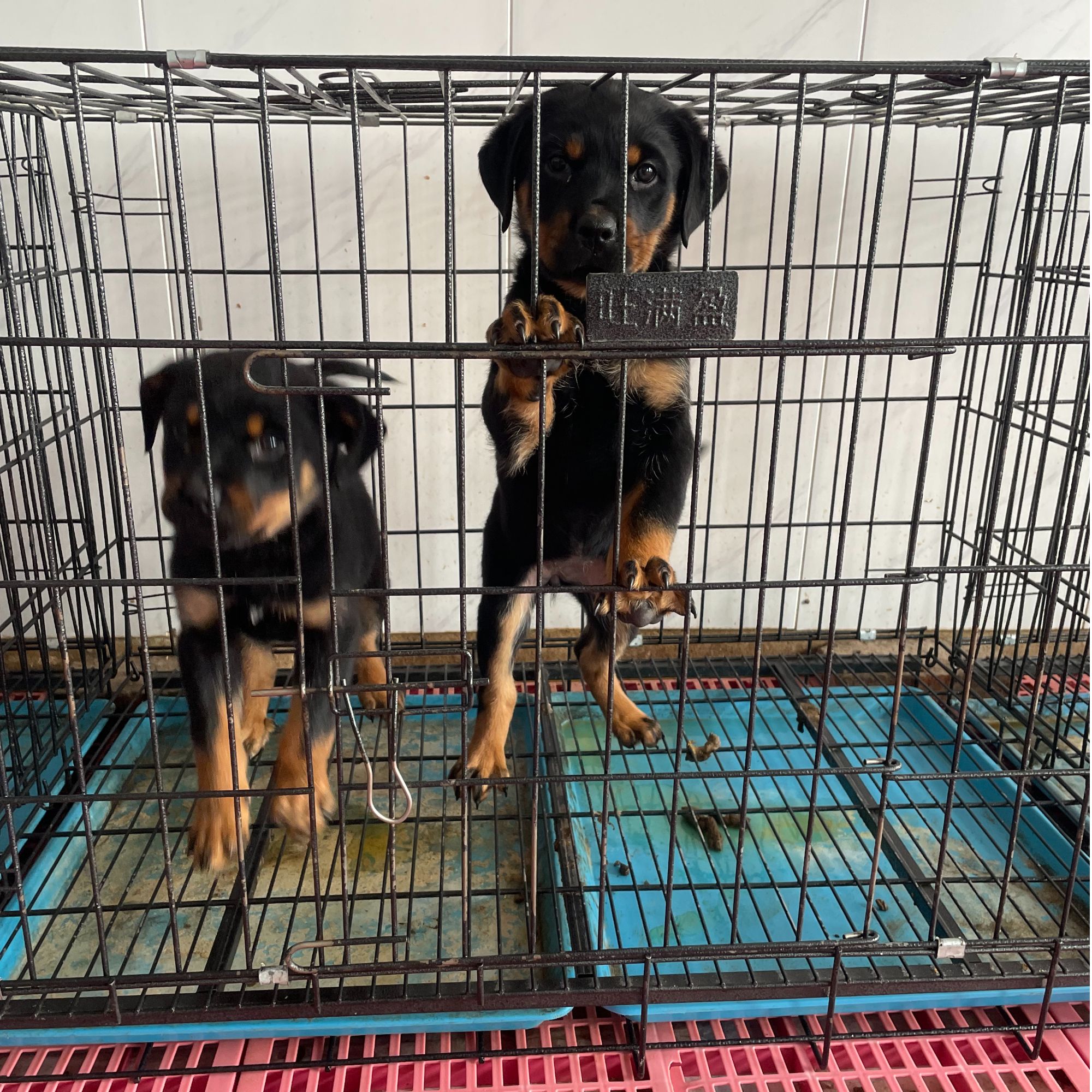 纯种德系双血罗威纳犬