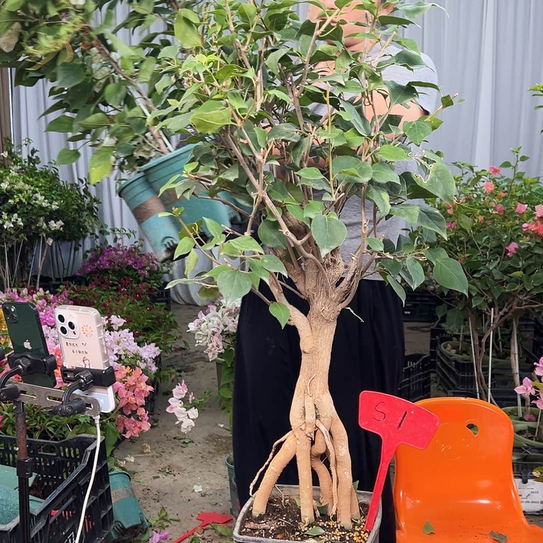 宁***远大部分花苞少量开放S1绿樱
