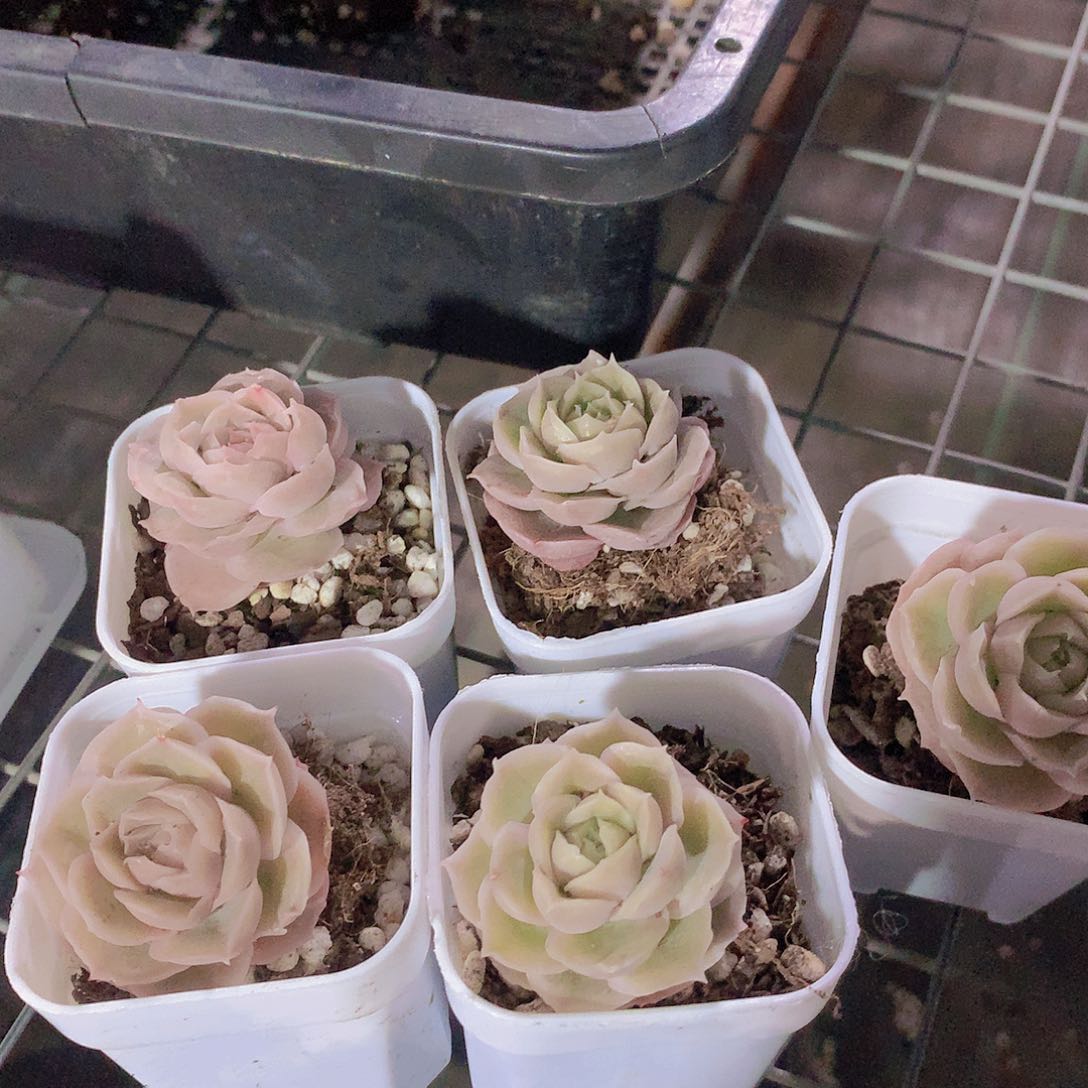 水晶虾饺2457899000