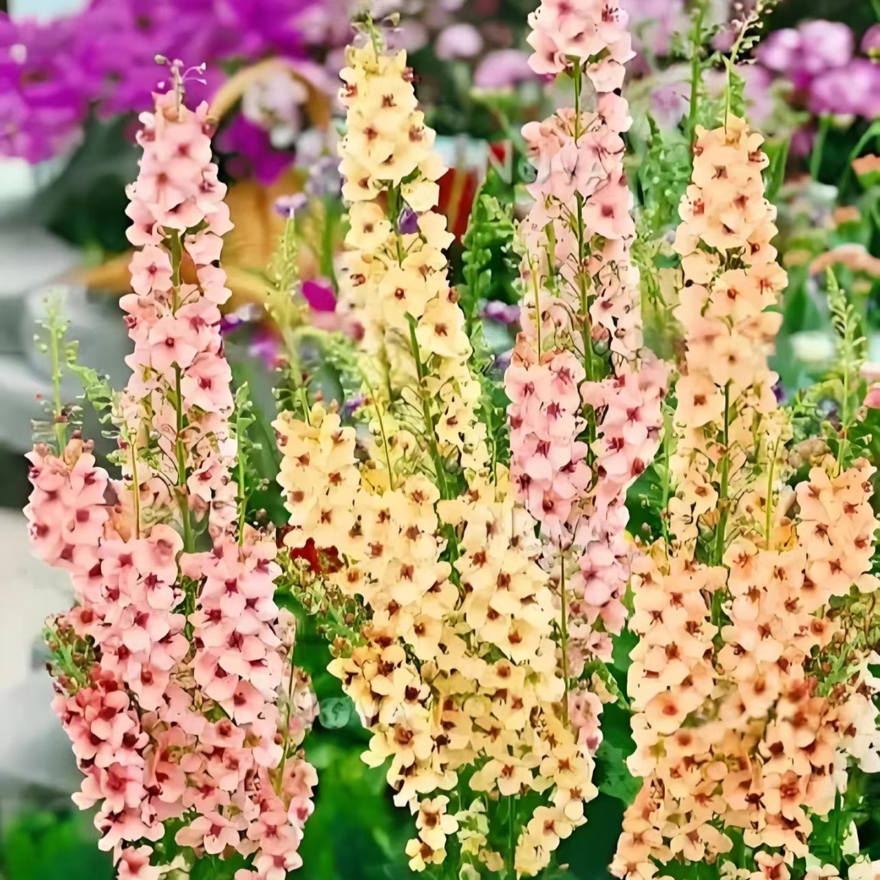 毛蕊花小苗庭院阳台楼顶耐寒好养玄参科多年生草本植物