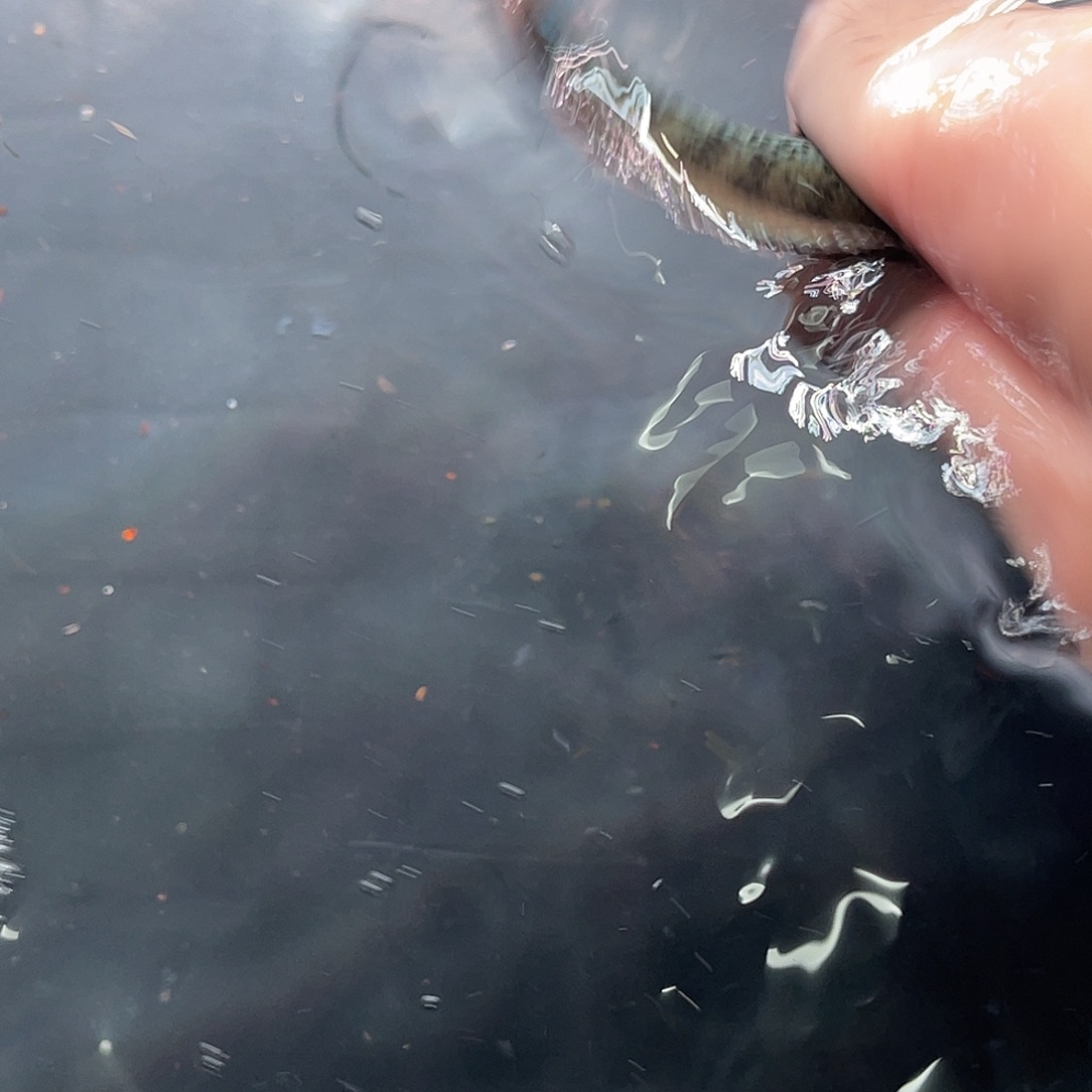 雷龙鱼40号11111111111