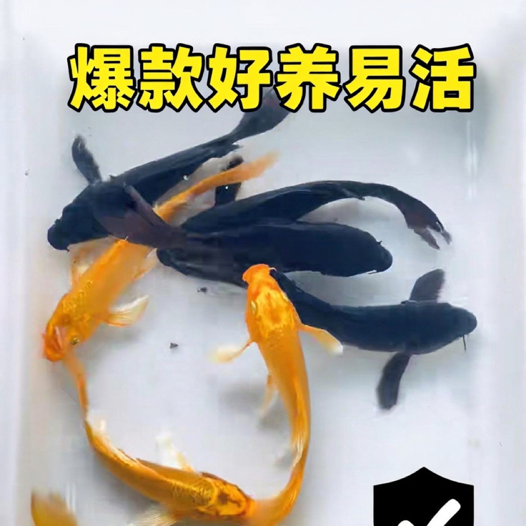 新奇宠物301-400号普身蝴蝶鲤各色锦鲤