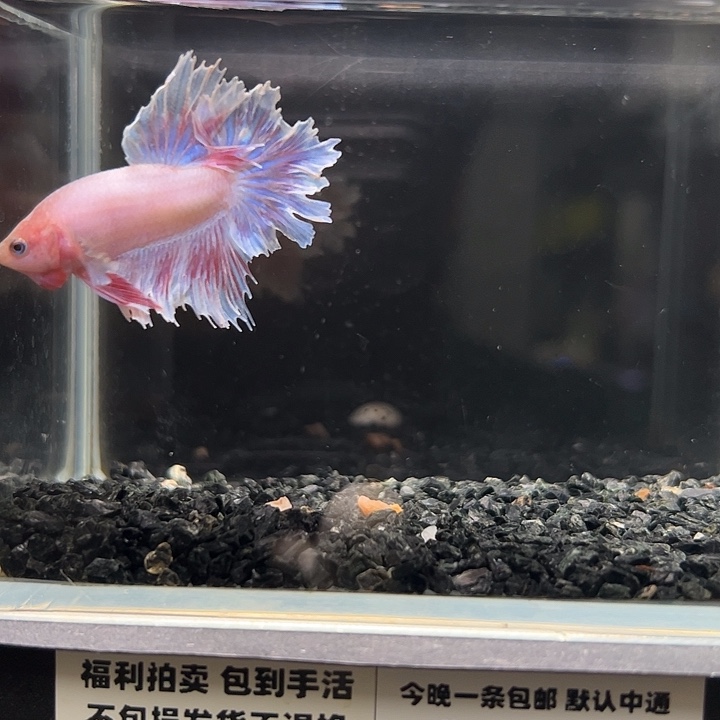 斗鱼跑单拉黑30日29