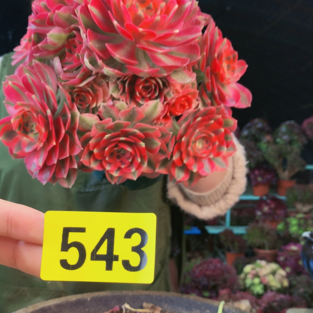 柒哥法师多肉不包侧断枝543