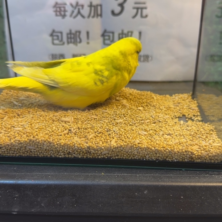 虎皮鹦鹉大头虎皮鹦鹉