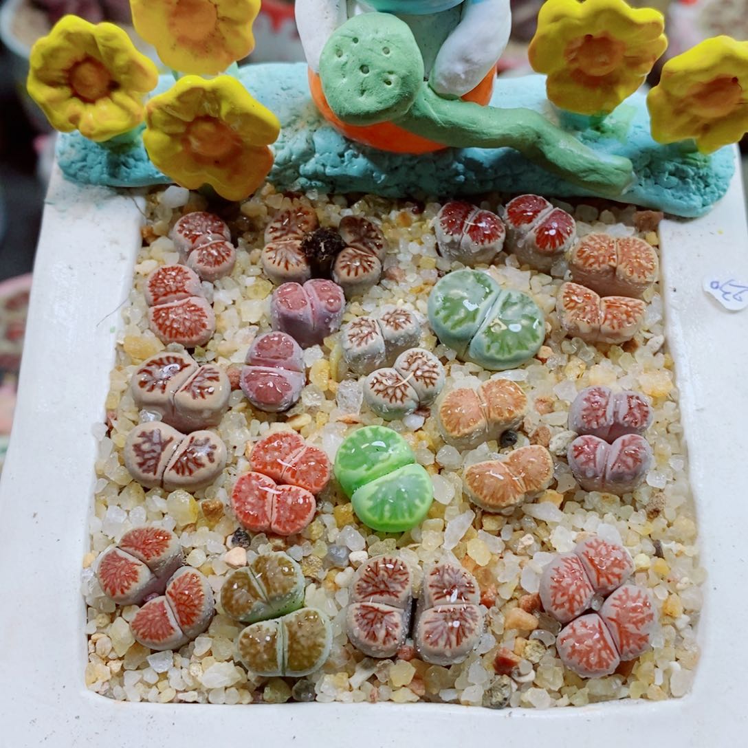 生石花花花花花花花213