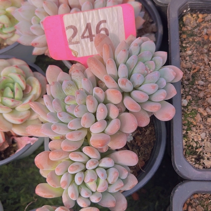 健健康康平平安安