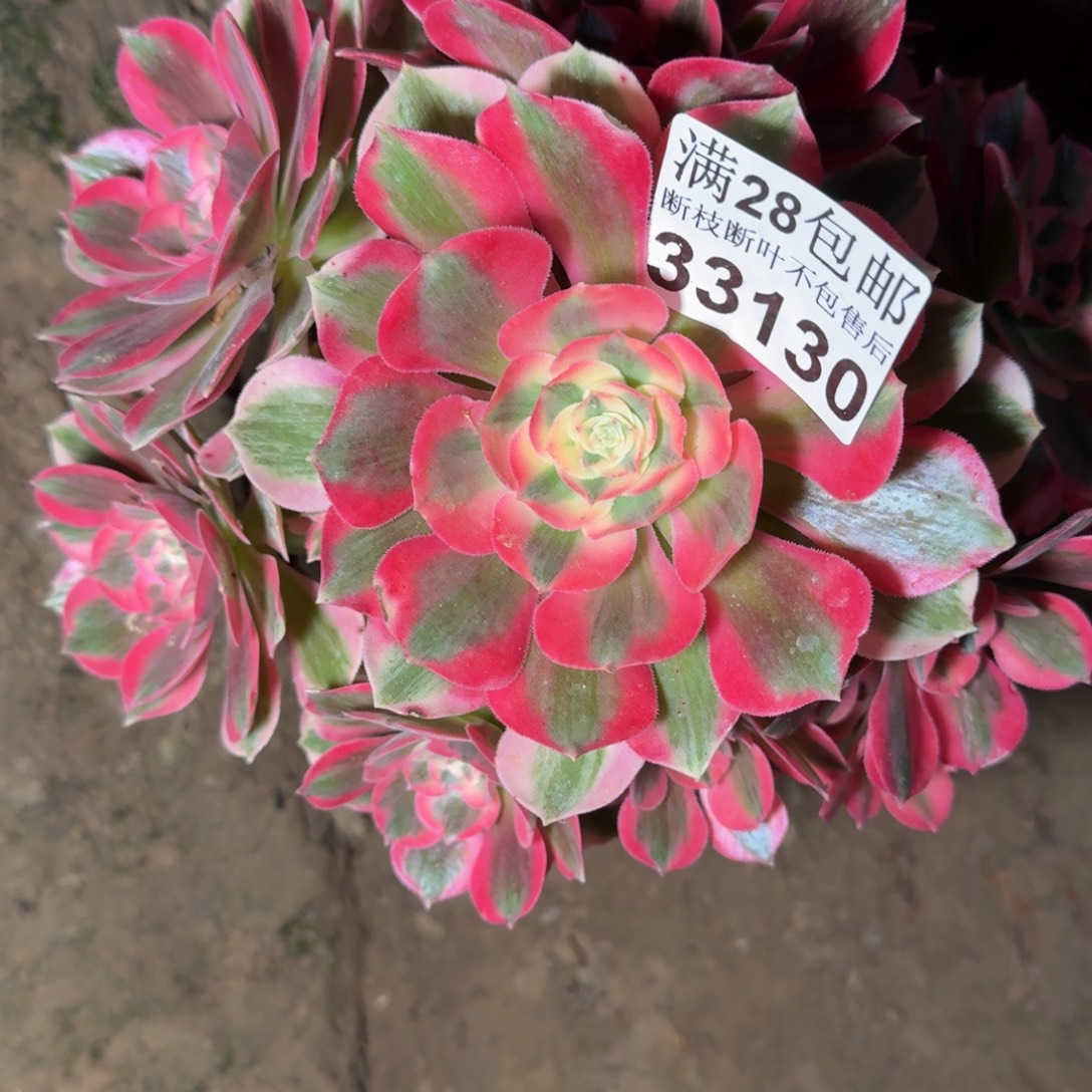 33130女郎多肉植物