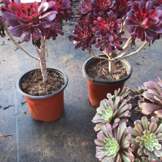 法师多肉植物用****7法师868