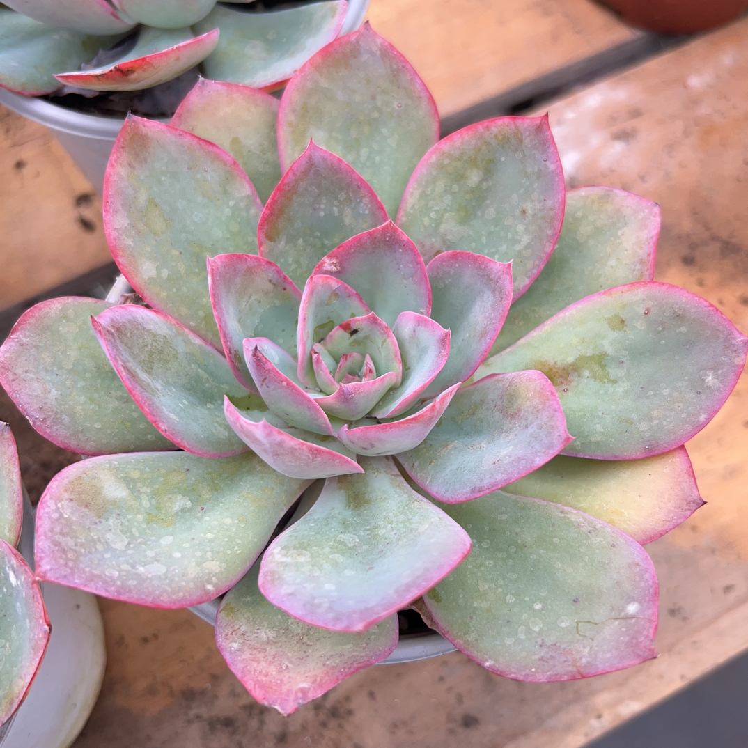 美国蓝光多肉植物    全场满16.8包邮，实物以直播展示为准