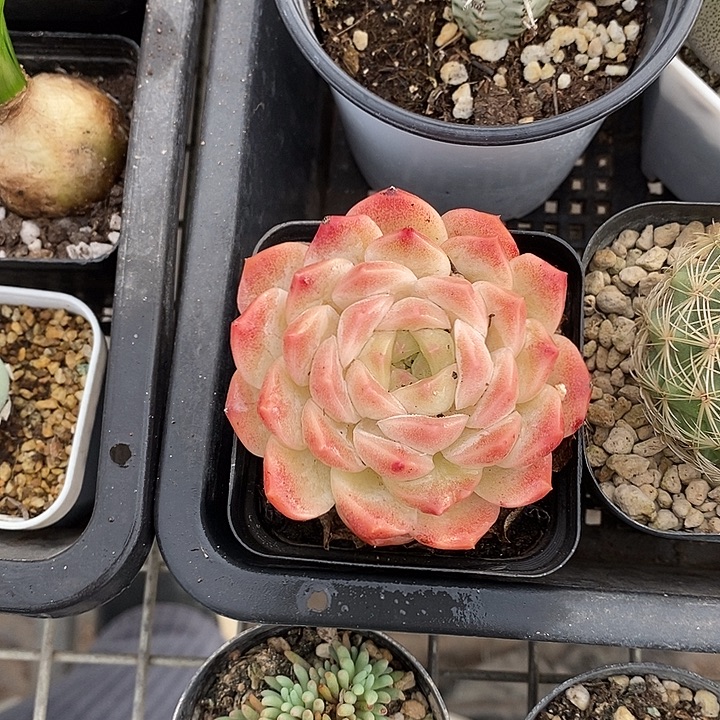 狮***哥漂亮仙人球一物一拍