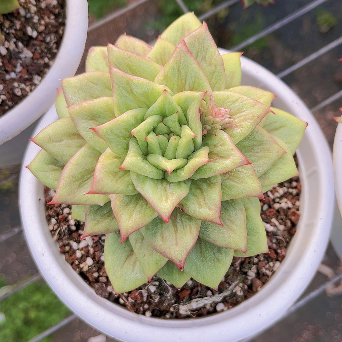 林肯11公分99989999