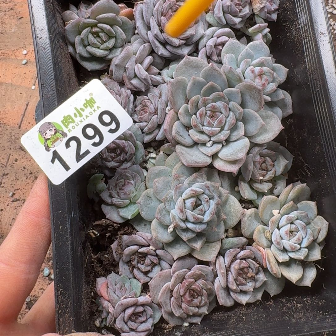 皮***侠多肉植物多肉植物