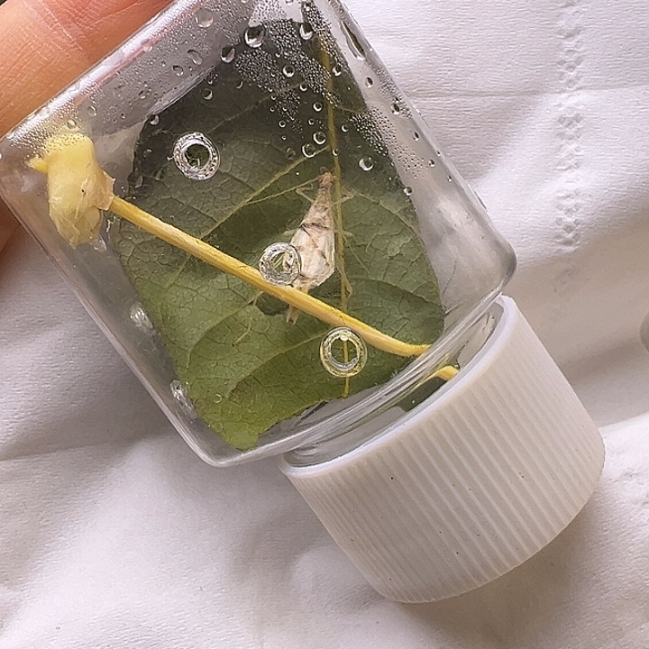 丽树蟋哈哈哈哈哈哈哈哈哈