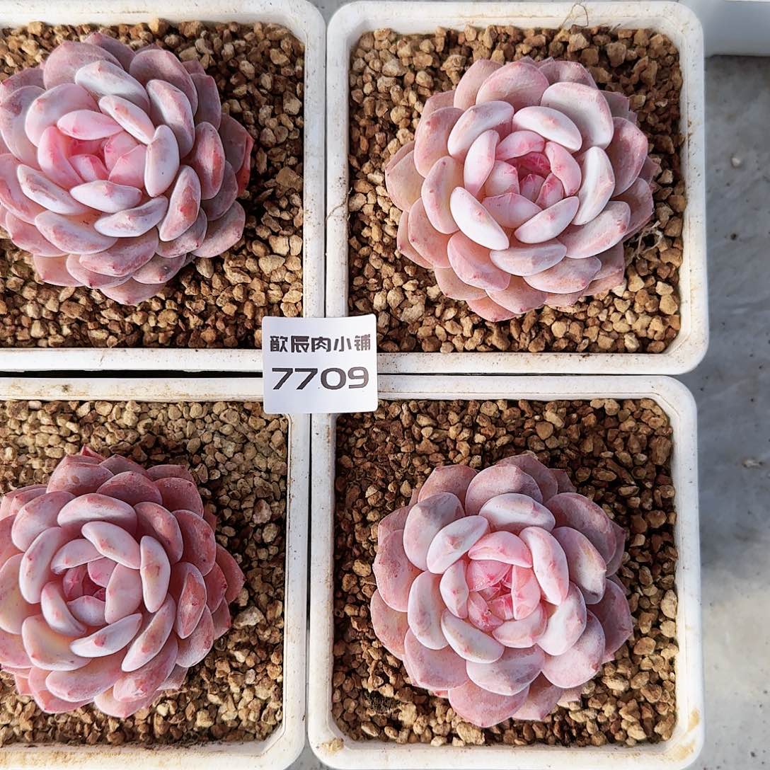 多肉植物石榴籽单头7709量拍一颗