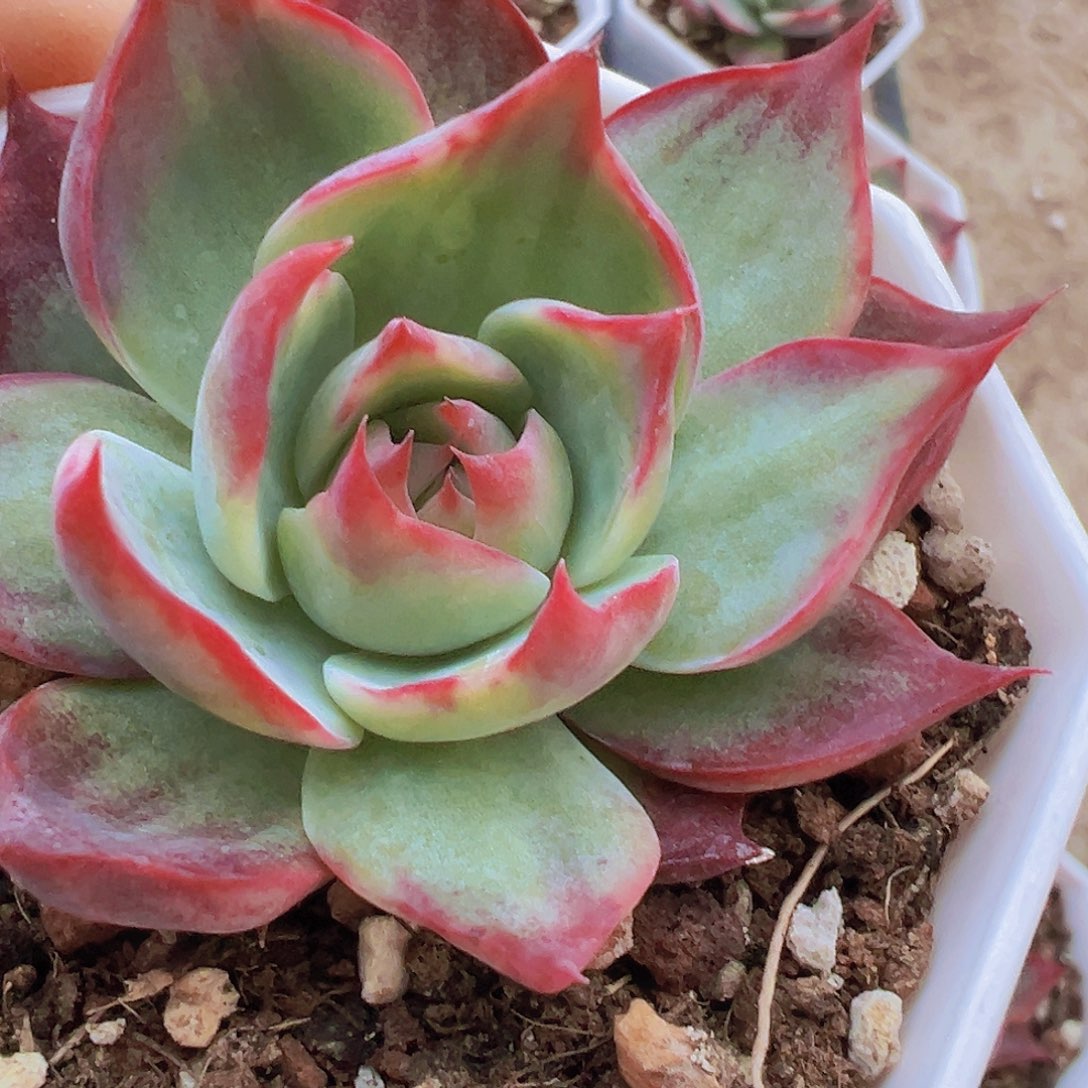 宽叶惊鸿19包邮多肉