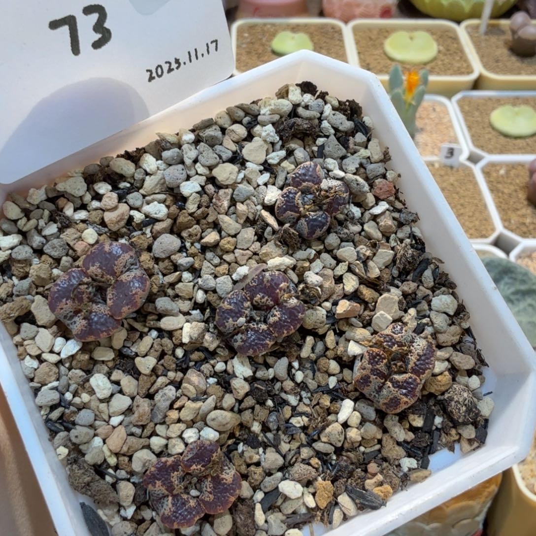 D***.多肉多肉多肉11.17-073