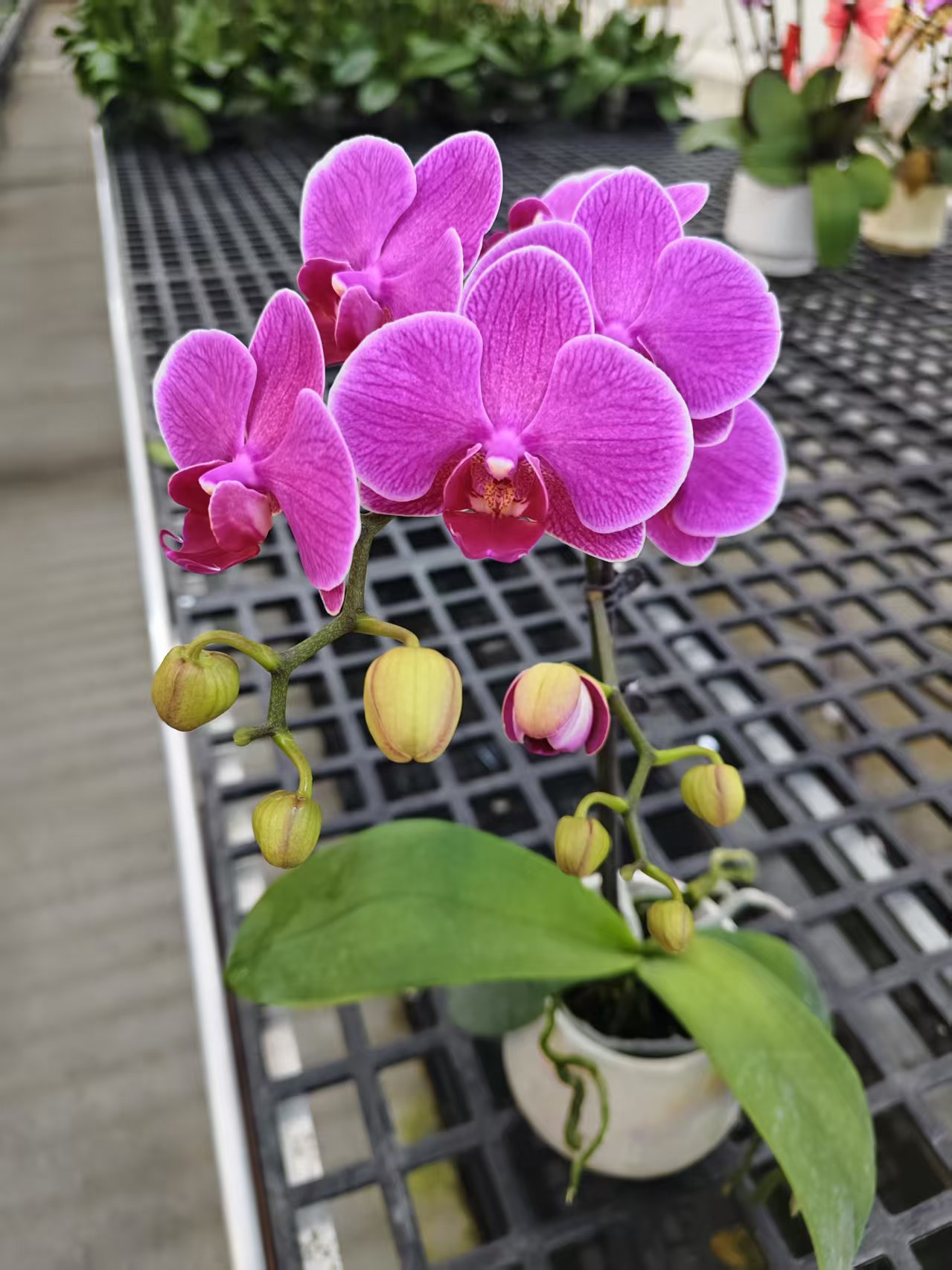 蝴蝶兰【梦叶萝莉】鲜花盆栽室内观赏花花佛山基地直发好养易活