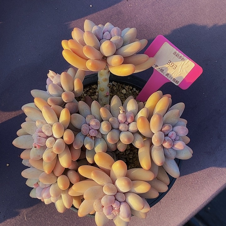 393汤圆肉肉肉肉肉