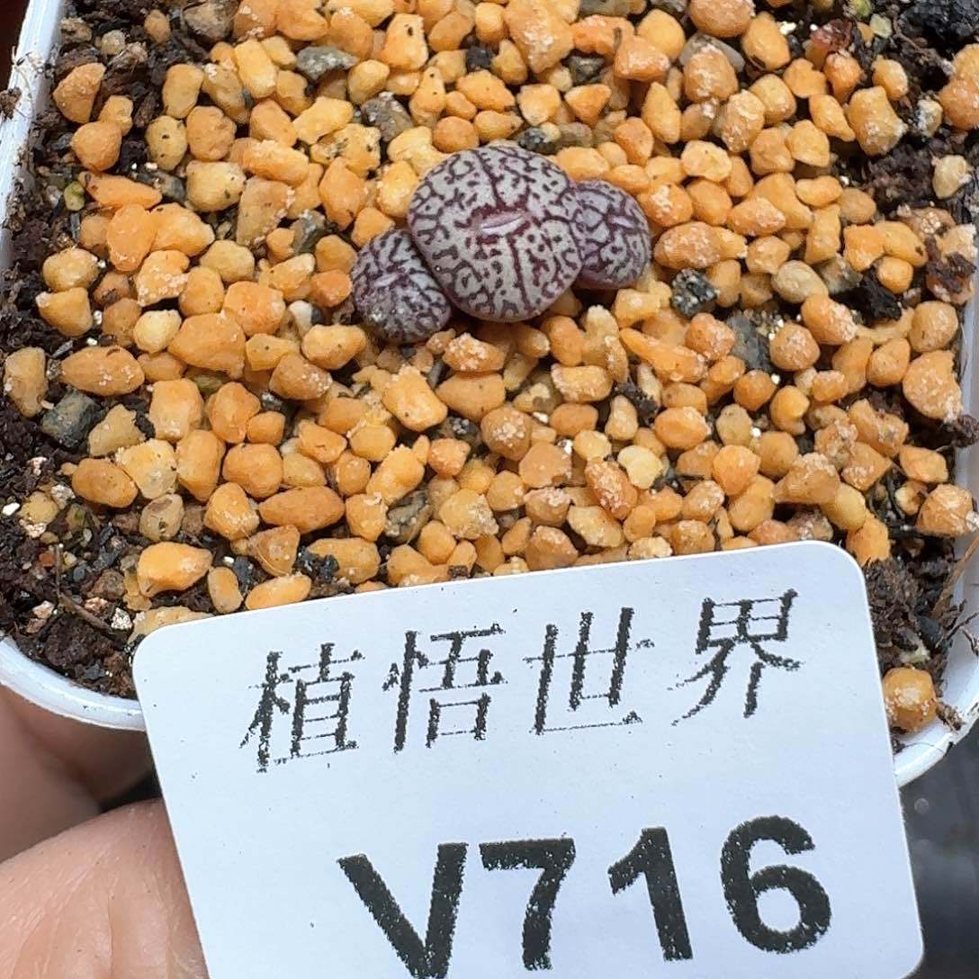 716盒多肉植物哇c g
