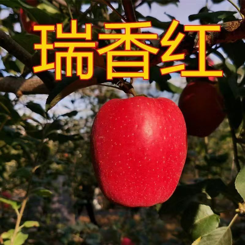 嫁接瑞香红苹果树苗嫁接耐寒苗系列苹果树苗庭院地栽盆栽现挖苗